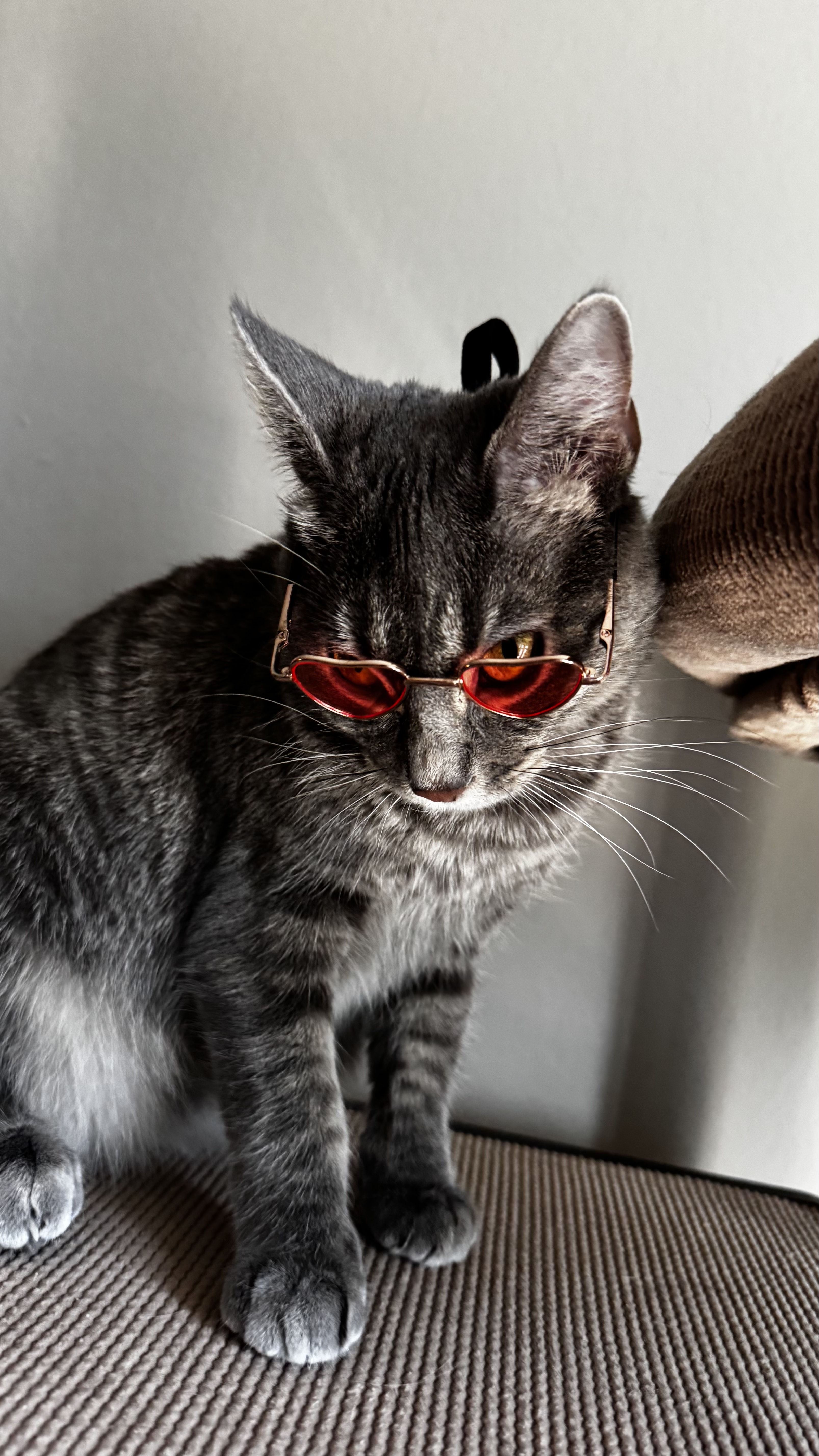 Miko — gray tabby cat with red sunglasses